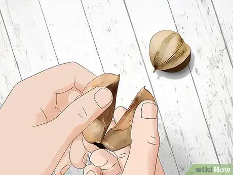 Image titled Identify Hickory Nuts Step 15