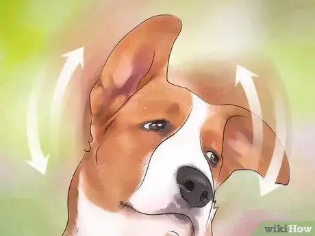 Image titled Prevent Canine Ear Mites Step 7