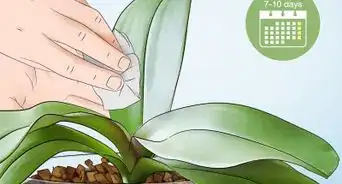 Clean Orchid Leaves
