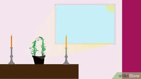 Image titled Grow Hoya Bella (Miniature Wax Plant) Step 7