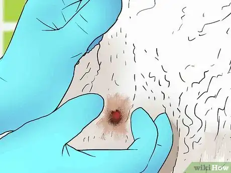 Image titled Treat Flea Bites on Dogs Step 3