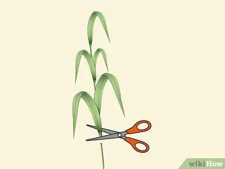 Image titled Plant Napier Grass Step 1