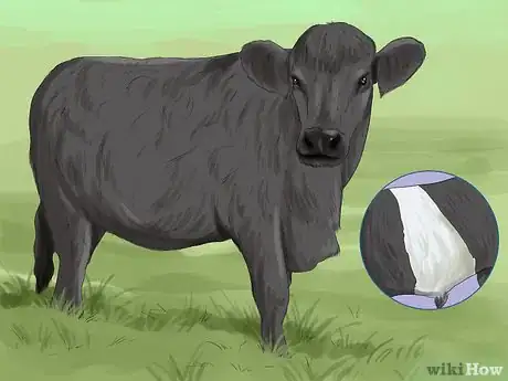 Image titled Identify Welsh Black Cattle Step 1