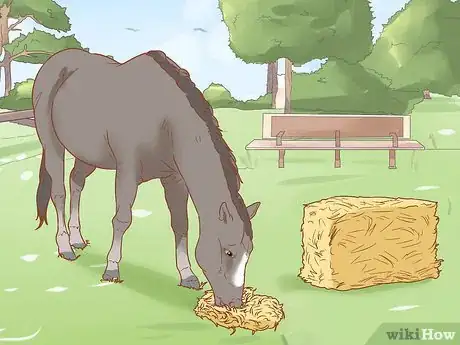 Image titled Manage a Laminitis Prone Horse Step 1