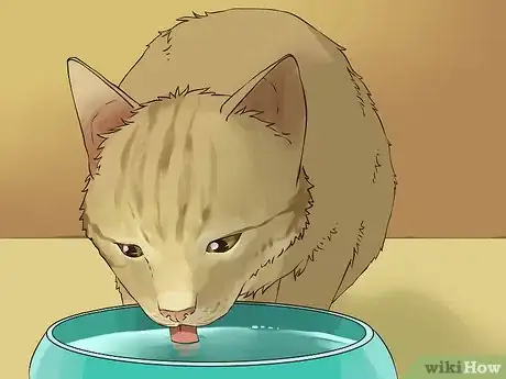 Image titled Travel with a Cat Step 3