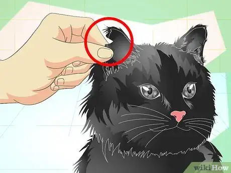 Image titled Tell If a Cat Is Neutered Step 6