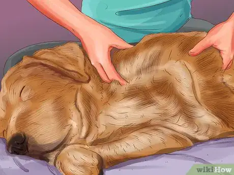 Image titled Get Canine Physical Therapy Step 5