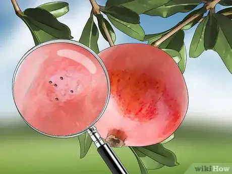 Image titled Kill Leaf Footed Bugs Step 5