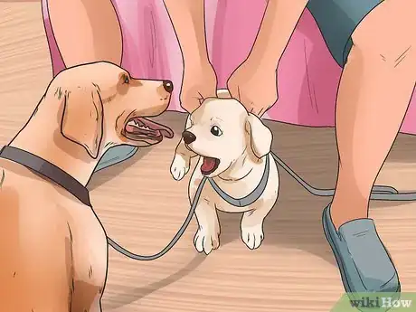 Image titled Walk Two Dogs at the Same Time on Leashes Step 6