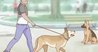 Increase Platelet Count in Dogs