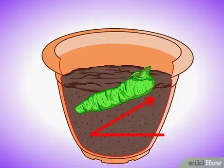 Image titled Plant Aquatic Plants Step 12