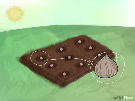 Image titled Grow Gladiolus Step 8