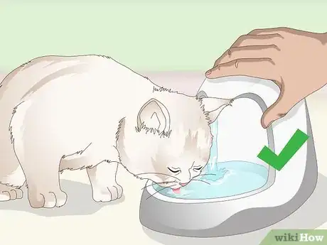 Image titled Prevent Stones in Cats Step 1