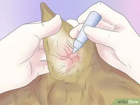 Image titled Remove Ear Mites from a Dog Step 4
