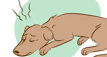 Recognize a Dying Dog