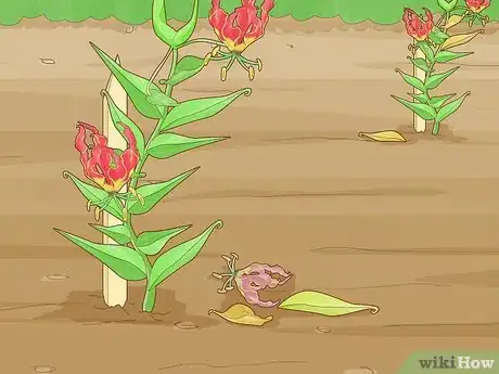 Image titled Plant Gloriosa Bulbs Step 11