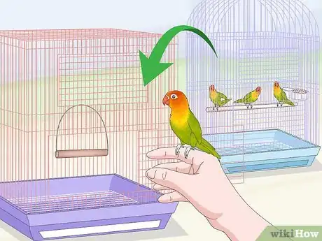 Image titled Treat Chlamydiosis in Lovebirds Step 5