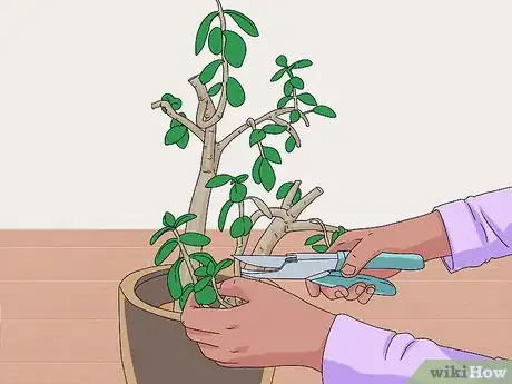 Image titled Prune a Jade Plant Step 5