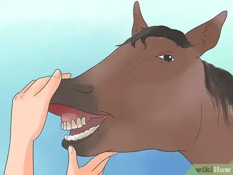 Image titled Take Proper Care of Your Horse's Teeth Step 1