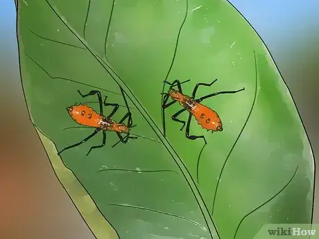 Image titled Kill Leaf Footed Bugs Step 3