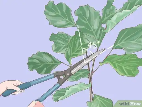Image titled Prune Fiddle Leaf Fig Step 6