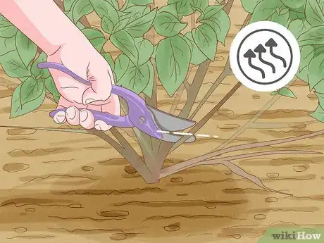 Image titled Prune Lacecap Hydrangeas Step 8