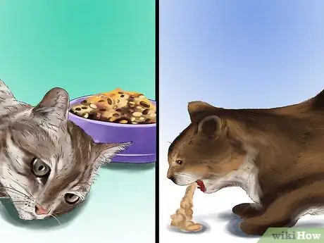 Image titled Give Ronidazole to Cats with Trichomoniasis Step 9