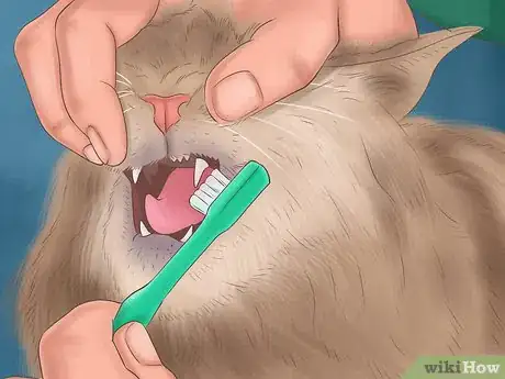 Image titled Care for a Pixiebob Cat Step 7