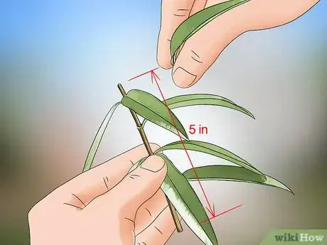 Image titled Grow Lemon Verbena Step 2