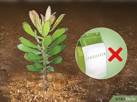 Image titled Grow Protea Step 9