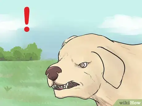 Image titled Watch for Signs of Illness in Senior Dogs Step 13