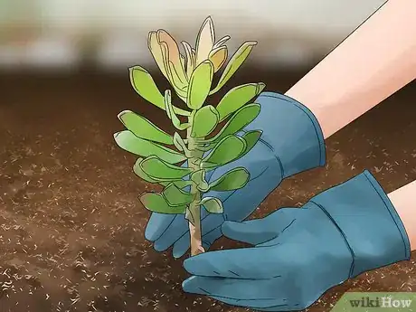 Image titled Grow Protea Step 5