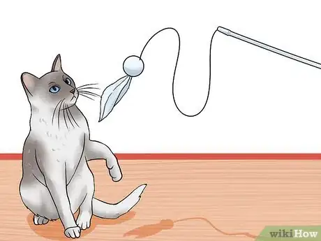 Image titled Get a Grumpy Cat to Like You Step 8