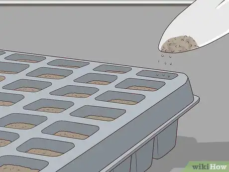 Image titled Plant Angel Trumpet Seeds Step 9