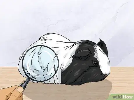 Image titled Keep Your Guinea Pigs Healthy Step 18