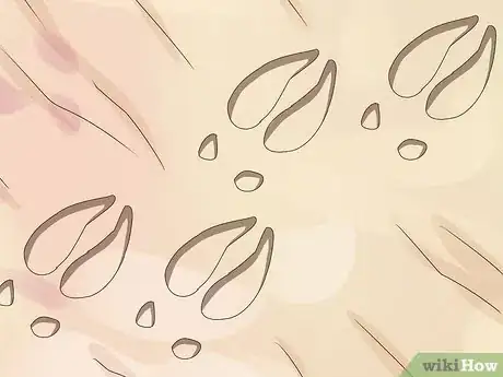 Image titled Identify Animal Tracks Step 7