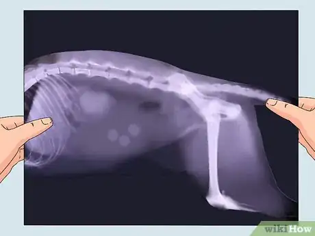 Image titled Handle Mothball Poisoning in Cats Step 10