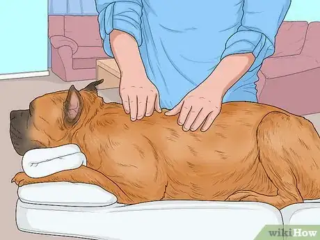 Image titled Hang Out with Your Dog Step 14