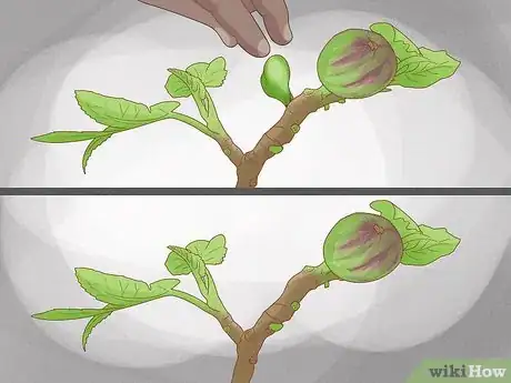 Image titled Grow Figs in Pots Step 11
