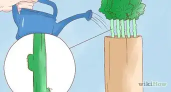 Propagate Geraniums from Cuttings