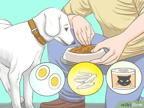 Image titled Get a Dog to Eat Step 11