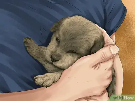 Image titled Choose a Dog Adoption Agency Step 11