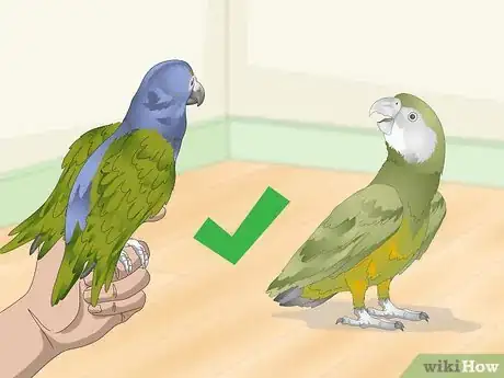 Image titled Keep a Senegal Parrot Entertained Step 15