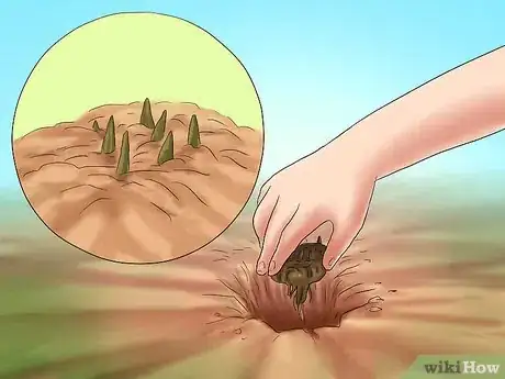 Image titled Winterize Calla Lily Bulbs Step 15