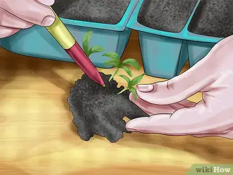 Image titled Germinate Seeds with Humidity Step 2