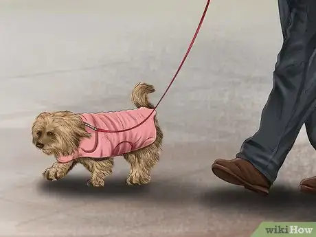 Image titled Care for an Australian Terrier Step 13