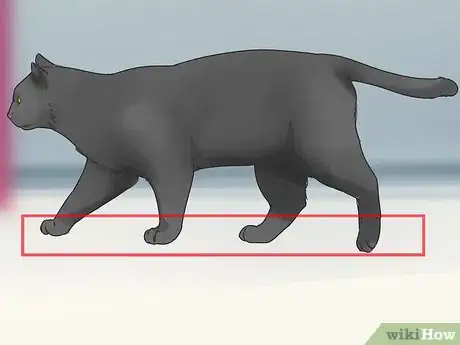 Image titled Identify a Bombay Cat Step 5