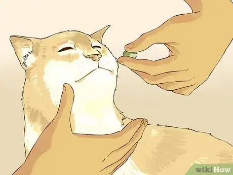 Image titled Travel with a Cat Step 5