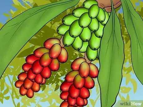 Image titled Harvest Coffee Beans Step 1