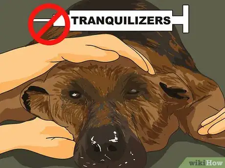 Image titled Handle Holiday Travel with Your Pet Step 13
